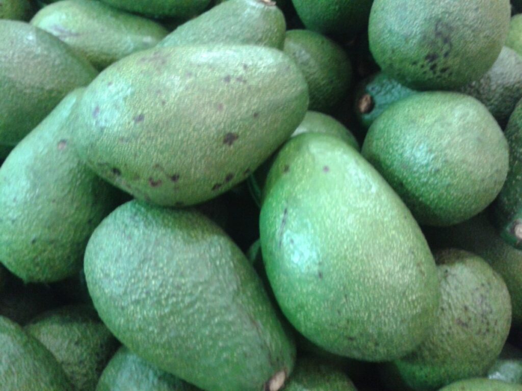 Avocado, Alligator pear, Butter pear - വെണ്ണപ്പഴം 02