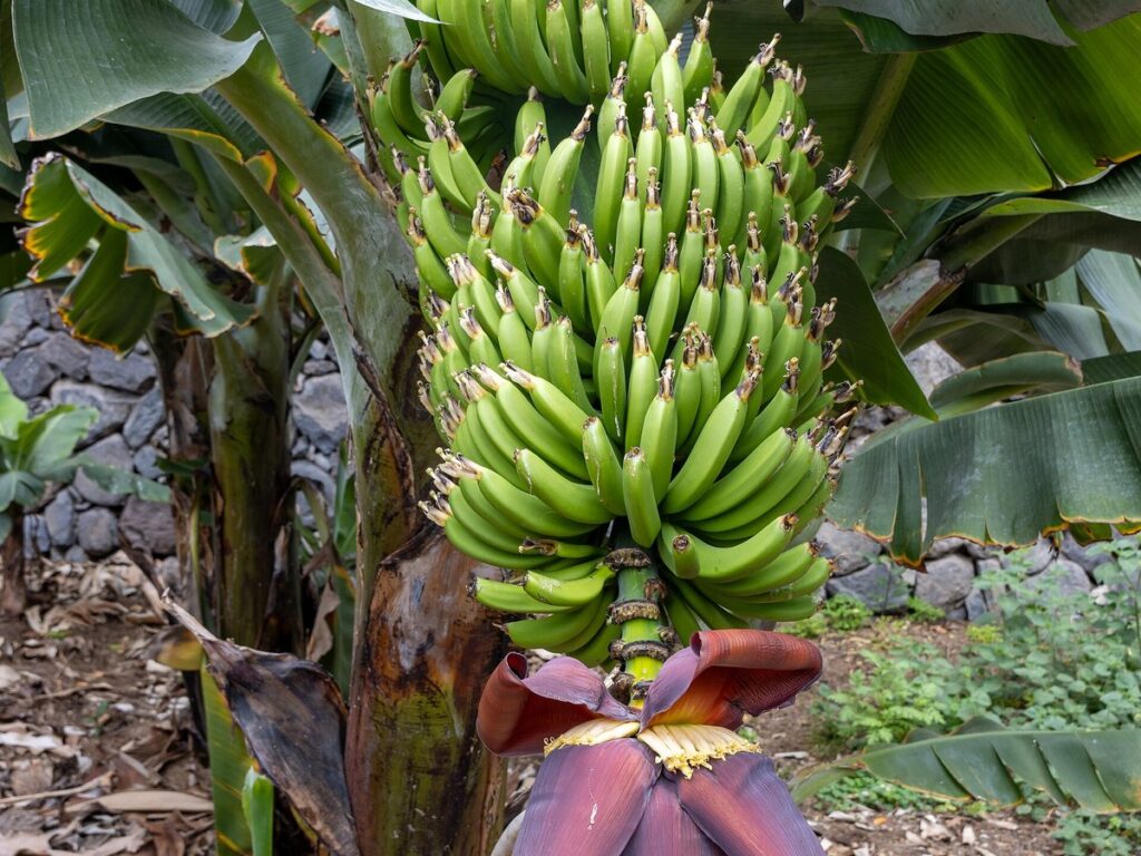 At Icod de los Vinos 2023 033 - Bananas at Parque del Drago
