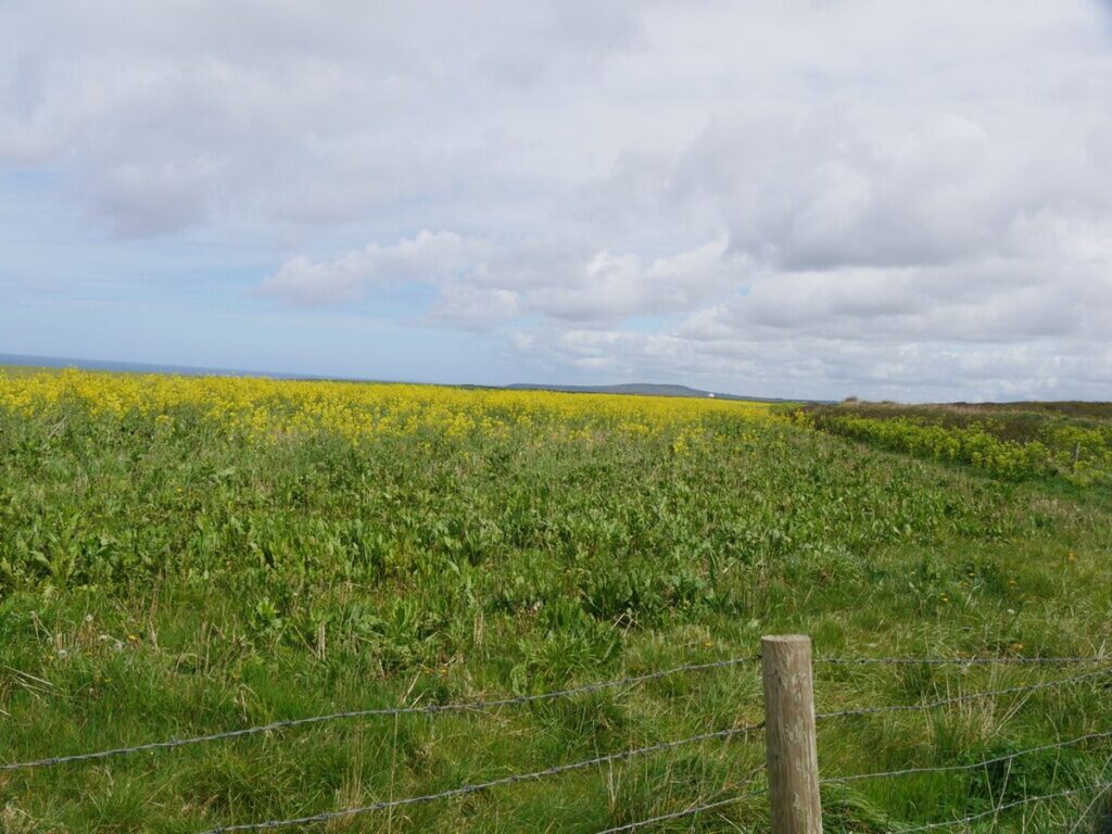 A field of yellow rapeseed, primarily used for vegetable oil, animal feed and biofuel - geograph.org.uk - 8027