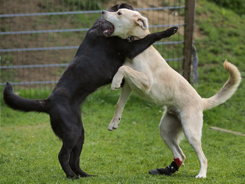 Dogs-friendly-wrestling