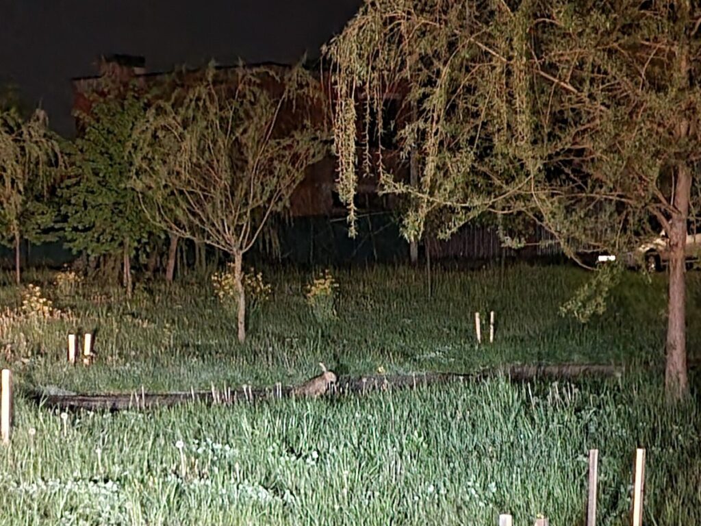 2022.05.24 Hare at Night in Tsna Minsk Belarus
